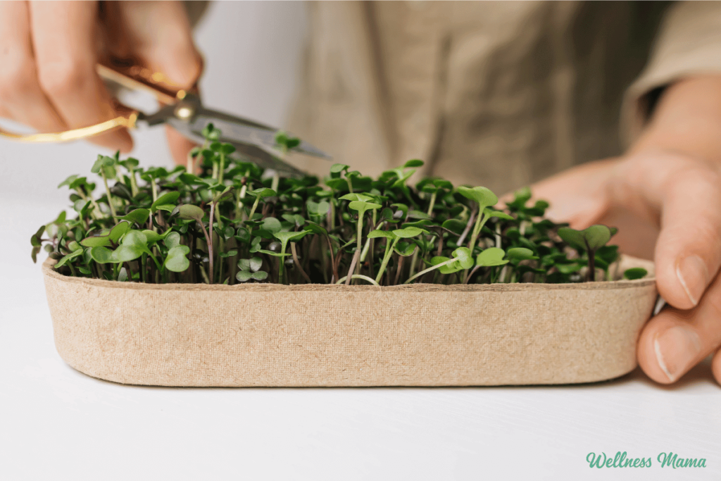How to Grow Microgreens at Home (the Easy Way) How to Grow Microgreens at Home (the Easy Way)